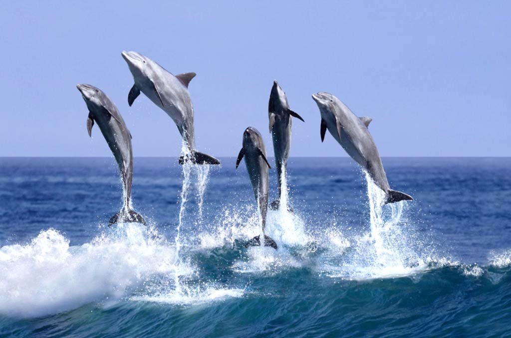 Animals