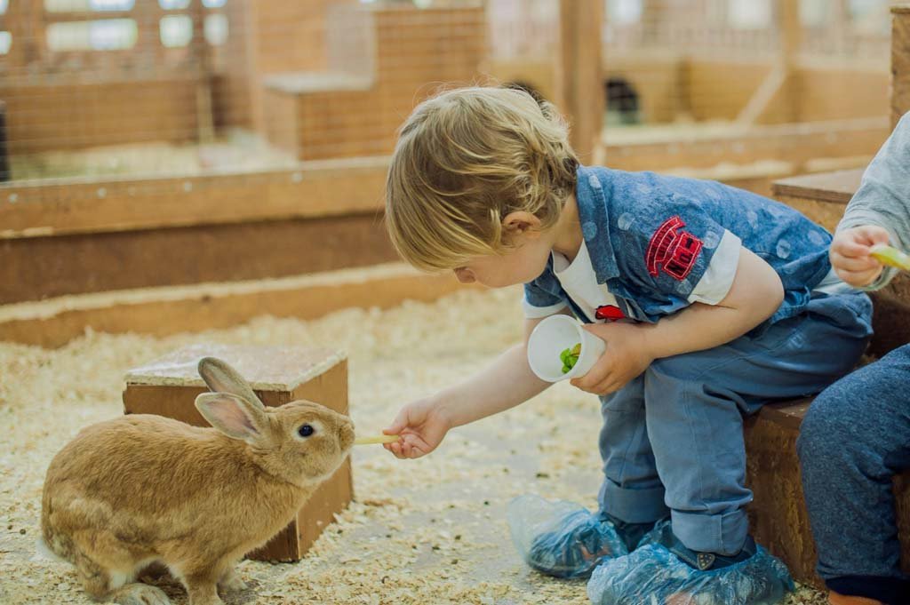 Animals